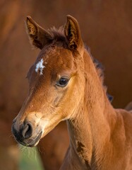 Close-up of a young foal