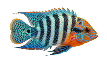Isolated Heros Severus fish or Banded Cichlid tropical aquarium colorful animal, aquatic exotic