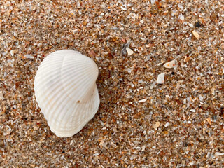 shells on the beach