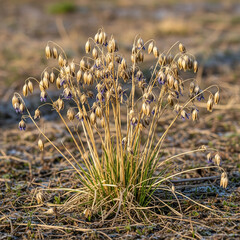 Despite its name, Blue-eyed Grass isn’t grass at all—it’s a tiny wildflower from the iris family! Its star-shaped blooms often hide in plain sight across meadows.