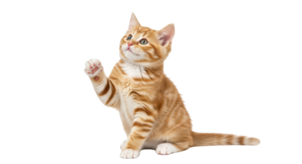 Isolated Orange Kitten Raising Paw Looking Up in Studio, Beautiful Cat Posing and Sitting