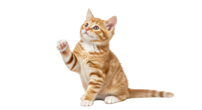 Isolated Orange Kitten Raising Paw Looking Up in Studio, Beautiful Cat Posing and Sitting