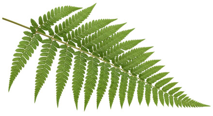 Isolated Lush Green Fern Frond with Pinnately Compound Leaves and Serrated Edges