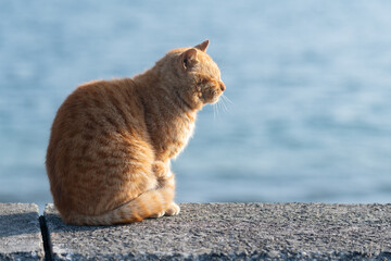 堤防に座る可愛い猫　茶トラ猫