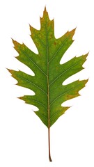 Close-up of an autumn oak leaf