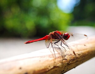 Red dragonfly perched on a twig
