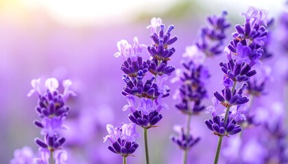 Lavender field, soft focus