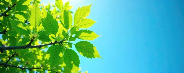 Vibrant green leaves of a tree reaching towards a clear, azure blue sky on a sunny day Perfect for nature, spring, or environmental themes , image, clean