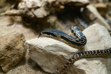 Black Tongue Of A Snake Living In Its Habitat 