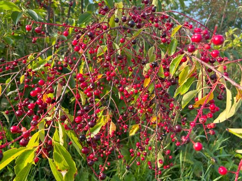Red chokecherry Prunus virginiana berries grow on summer branches of a wild tree