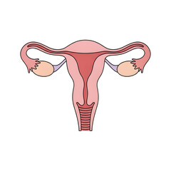 Female Reproductive System Anatomy – Uterus and Ovaries Medical Illustration
