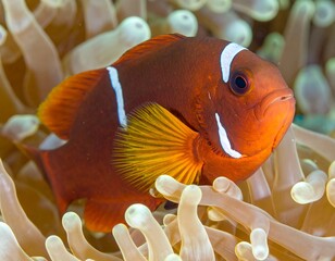 Close-up of anemone fish