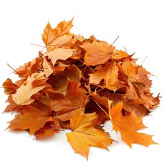 Fototapeta premium Autumn leaves pile isolated white