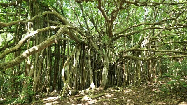 Large banyan tree with sprawling roots and branches in dense tropical forest