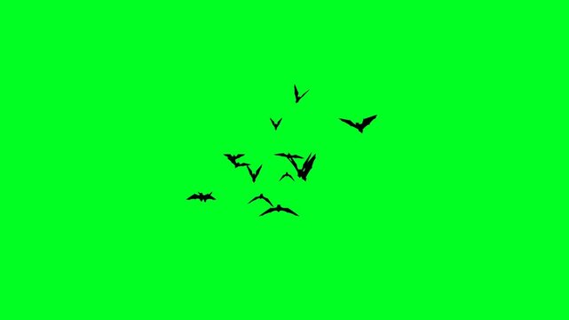 Colony of bats flying on green screen background. Flying Bat Animation on Green Background 4K.