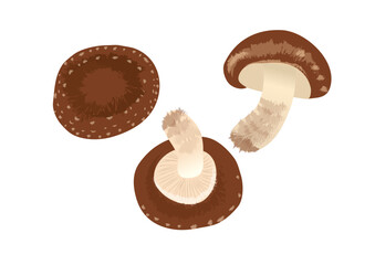 しいたけ きのこ イラスト ベクター 食べ物 鍋物
