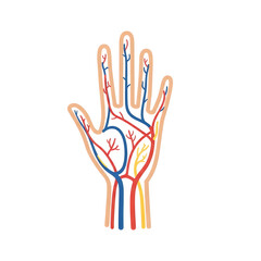 Human Hand Blood Vessels Diagram