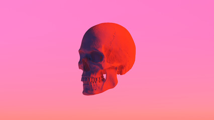 Male Human Skull Red Anatomy Cranium Bone Detailed Realistic Quarter Left View 3d illustration