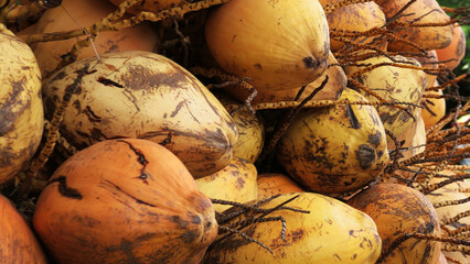 Bunches of coconut displayed for sale in a street shop in Kerala, India