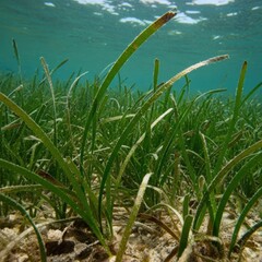 Underwater Shot of Cymodocea Rotundata Seagrass Bed on a Sandy Seabed

