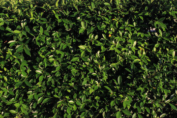 Green leaf hedge texture background