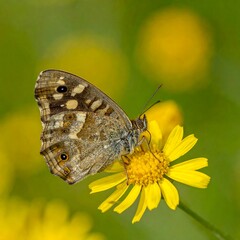 Obraz premium Close-up of a butterfly on a yellow flower