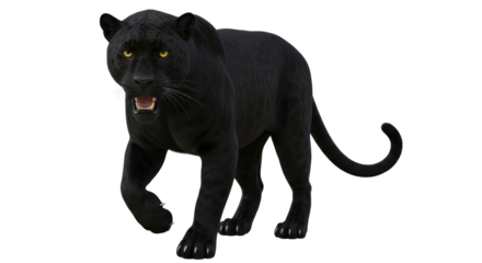 Isolated black panther prowling in the jungle, ready to strike a predator, fierce wildlife