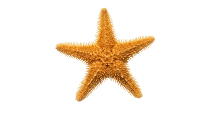 Isolated five-armed starfish against a light background with a textured surface and orange hue