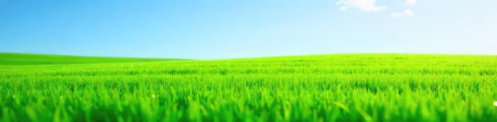 Obraz premium A vibrant green lawn, freshly cut and glistening with morning dew, stretches to the horizon under a clear blue sky The perfect image for summer, relaxation, and outdoor activities , cut, sun, park
