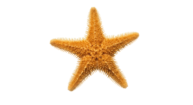 Isolated five-armed starfish against a light background with a textured surface and orange hue - Powered by Adobe