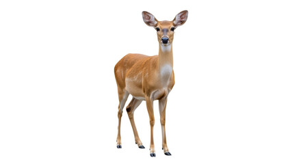 Isolated Fawn stands attentively looking forward in natural setting, alert and curious