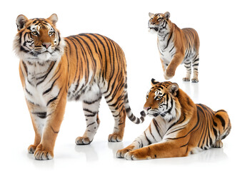Obraz premium Three majestic tigers posing on a white background in a studio setting today