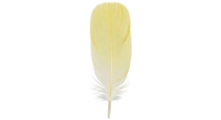 Isolated pale yellow bird feather with airy plumage for costume crafting and design work