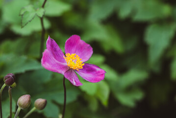Obraz premium Primissimo piano di una fucsia anemone giapponese in un verde giardino d'estate 