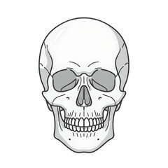 Fototapeta premium Human Skull Anatomy – Side View Medical Bone Illustration