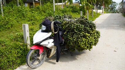 Many palm fruits are lying on the moped.