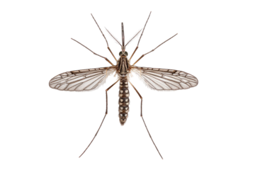 Close-up of a mosquito with splayed wings and legs