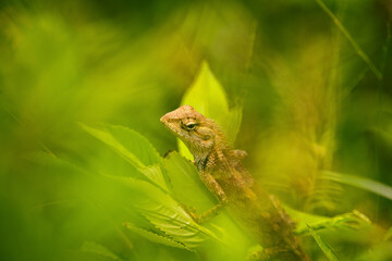 Garden Lizard in the plants
