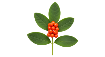 Isolated sprig of coral ardisia featuring green leaves and vibrant orange berries on display
