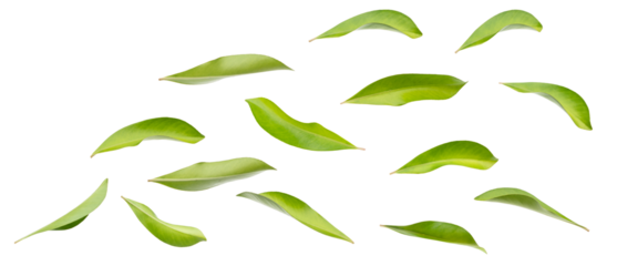 Green leaves isolated on white background