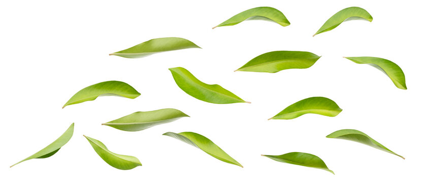 Green leaves isolated on white background