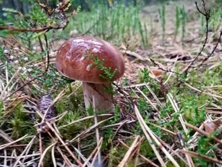Boletus mushroom with a smooth, brown cap grows amidst a forest floor covered with moss and dry pine needles. Green sprigs and small plants surround the mushroom. 