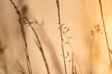 Wild grass on the shore of lake at sunset. Beautiful summer nature background.