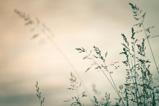 Autumn grass in a forest at sunset. Beautiful autumn nature background
