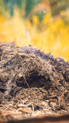 Wildfire danger and destruction environment nature. Environmental fumes pollution air concept global warming. Autumn background and fall leaves. Smoke waste