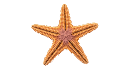 Isolated, golden starfish with spines in sea life theme on clear background for design work