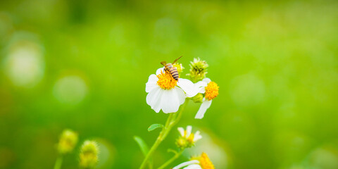 Close up insects with flowers tree routine for eco friendly, green garden. Bee and flowers plant...