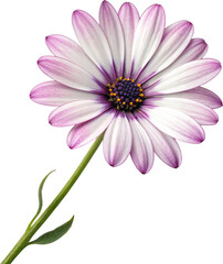 Obraz premium purple daisy isolated on white