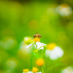 Close up insects with flowers tree routine for eco friendly, green garden. Bee and flowers plant natural concept sustainable energy environment macro nature green background. 