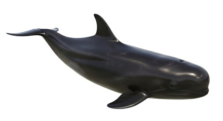 Isolated Black Pilot Whale Swimming Side View Aquatic Animal Marine Mammal Species